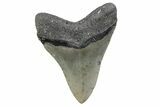 Serrated, Fossil Megalodon Tooth - North Carolina #370217-1